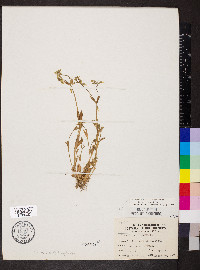 Cerastium fontanum subsp. vulgare image