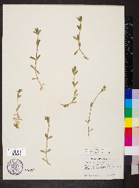 Cerastium fontanum subsp. vulgare image