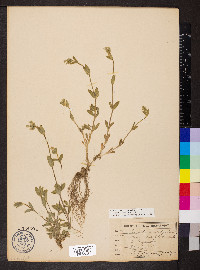 Cerastium fontanum subsp. vulgare image