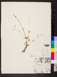 Cerastium fontanum subsp. vulgare image