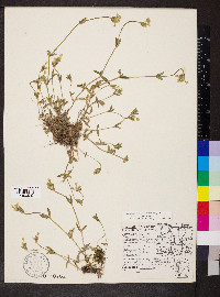 Cerastium fontanum subsp. vulgare image