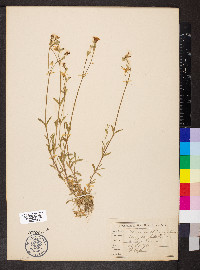 Cerastium oblongifolium image