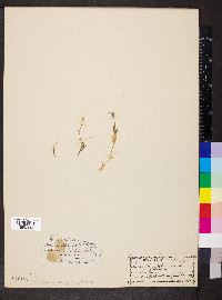 Cerastium alpinum image