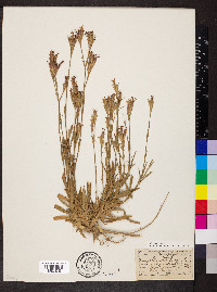 Dianthus arenarius image