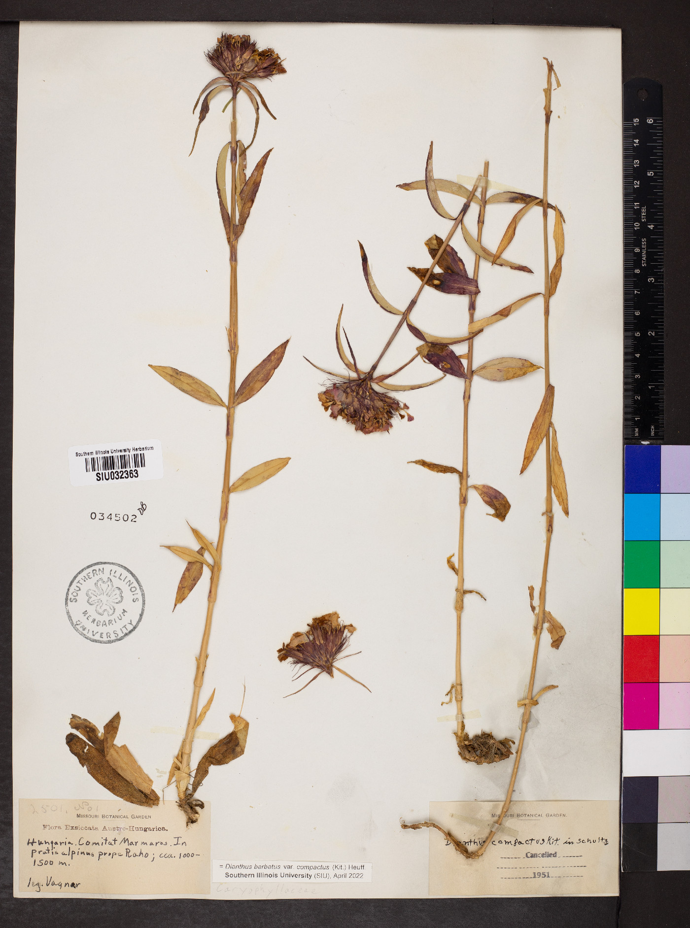 Dianthus barbatus var. compactus image