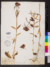 Dianthus barbatus image