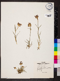 Dianthus carthusianorum image