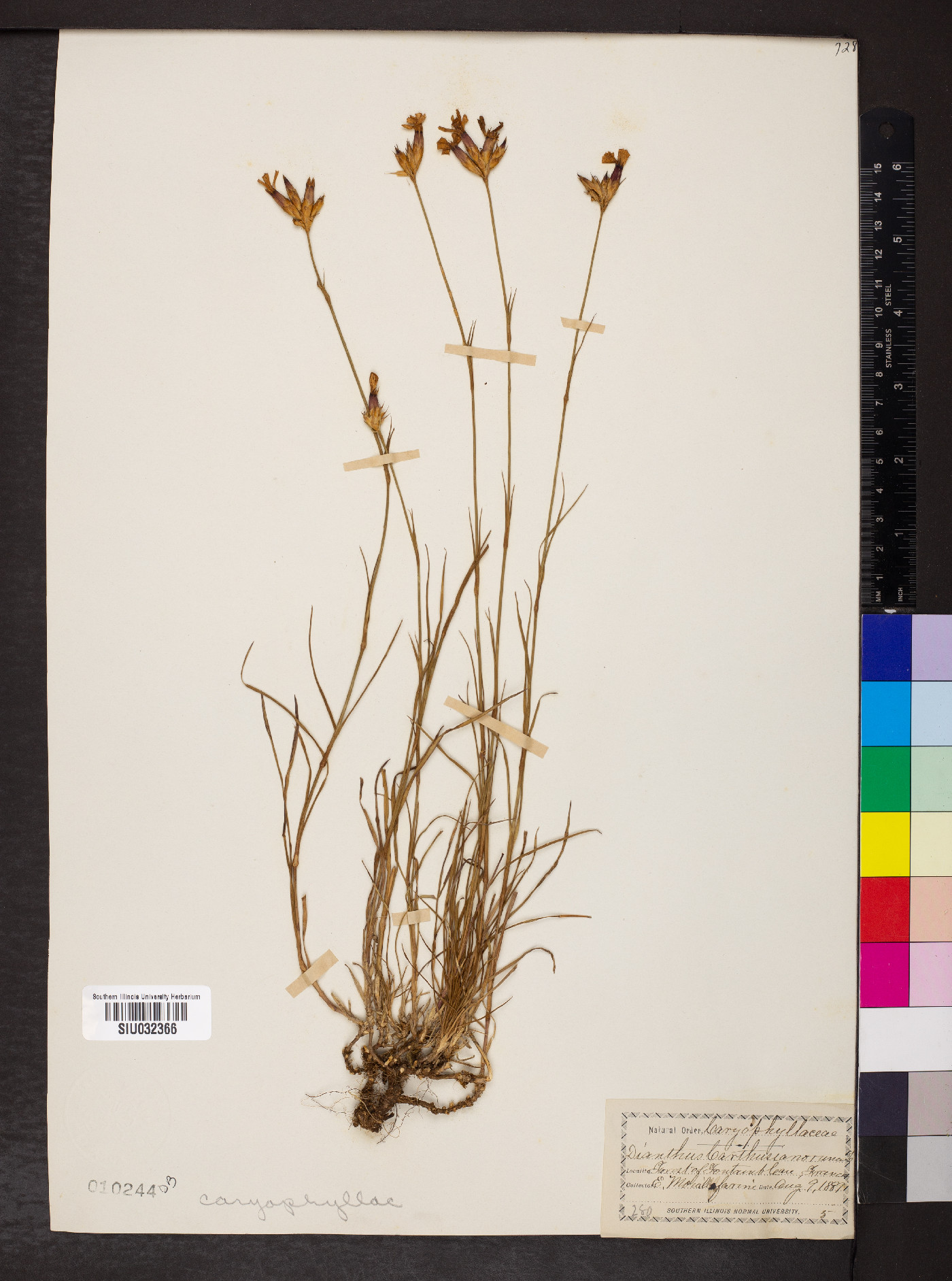 Dianthus carthusianorum image