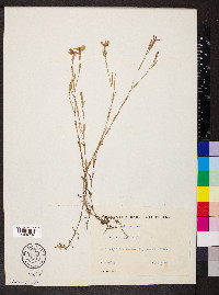 Dianthus deltoides image