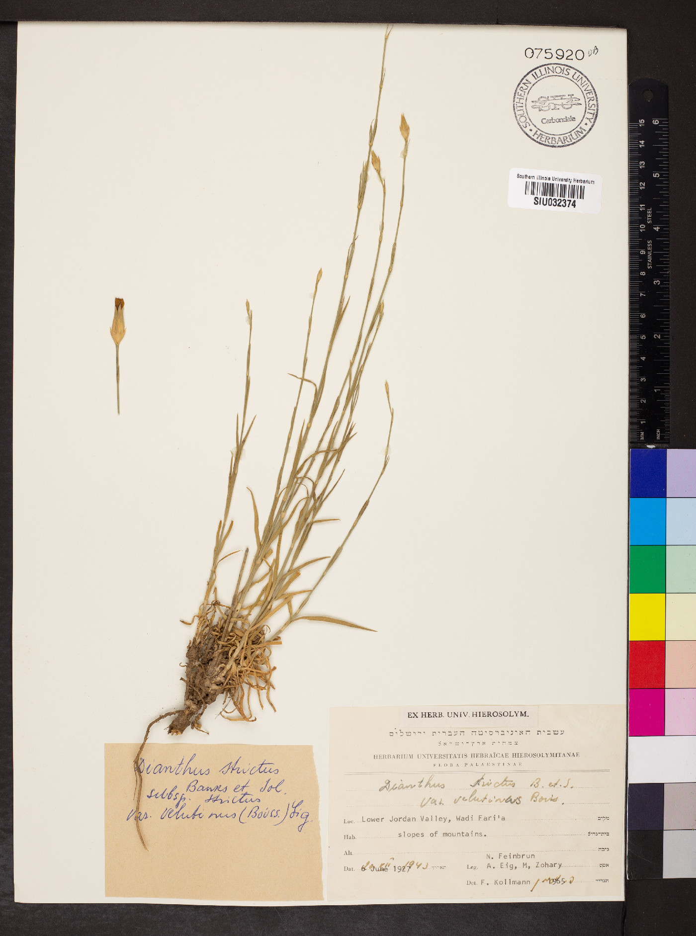 Dianthus strictus image