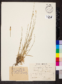 Dianthus strictus image