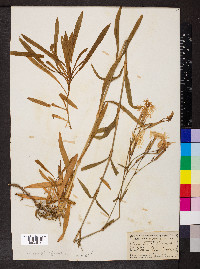Dianthus superbus image