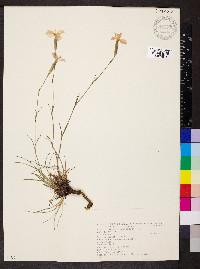 Dianthus sylvestris image