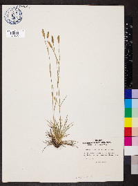 Dianthus sylvestris image