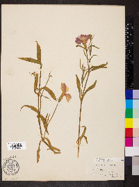 Dianthus chinensis image