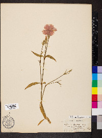 Dianthus chinensis image