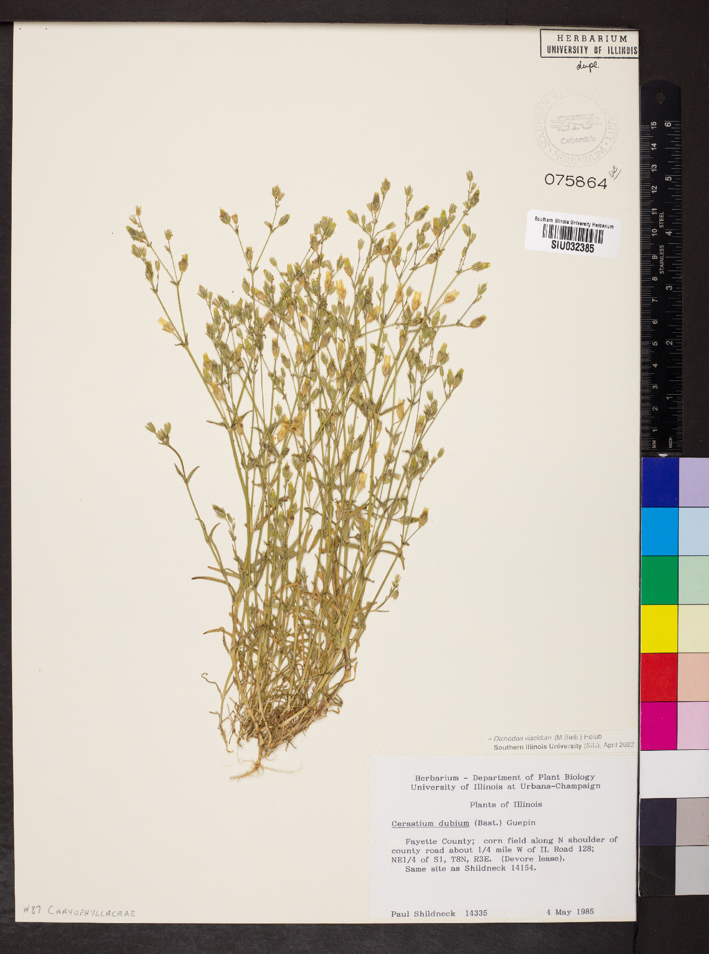 Dichodon viscidum image