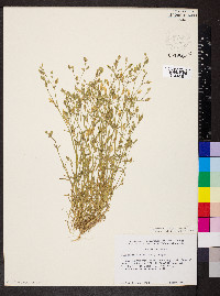 Dichodon viscidum image