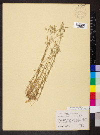 Dichodon viscidum image