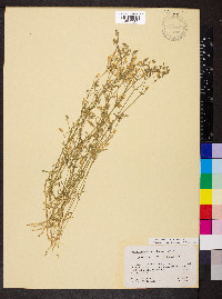 Dichodon viscidum image