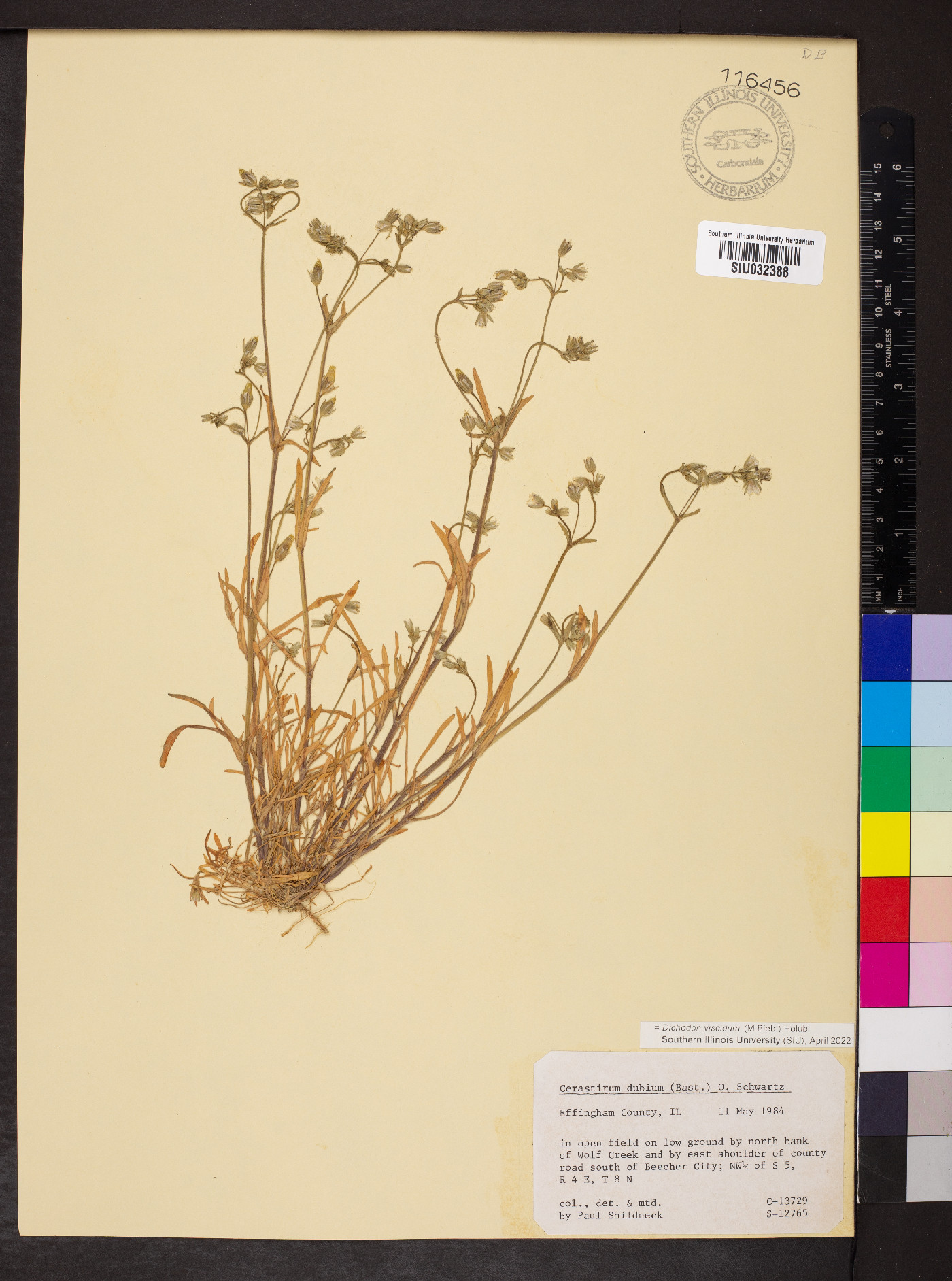 Dichodon viscidum image