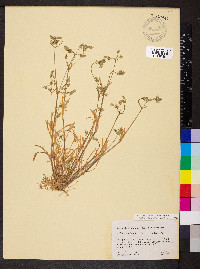 Dichodon viscidum image