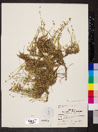 Geocarpon carolinianum image