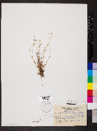 Geocarpon glabrum image