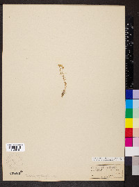 Geocarpon groenlandicum image