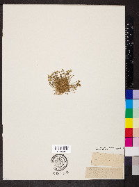 Geocarpon groenlandicum image