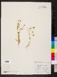 Geocarpon nuttallii image