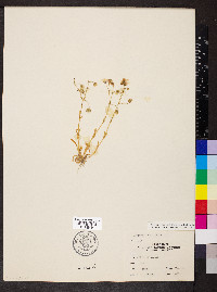 Geocarpon nuttallii image