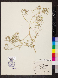 Gypsophila scorzonerifolia image