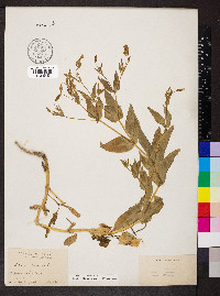 Gypsophila vaccaria image