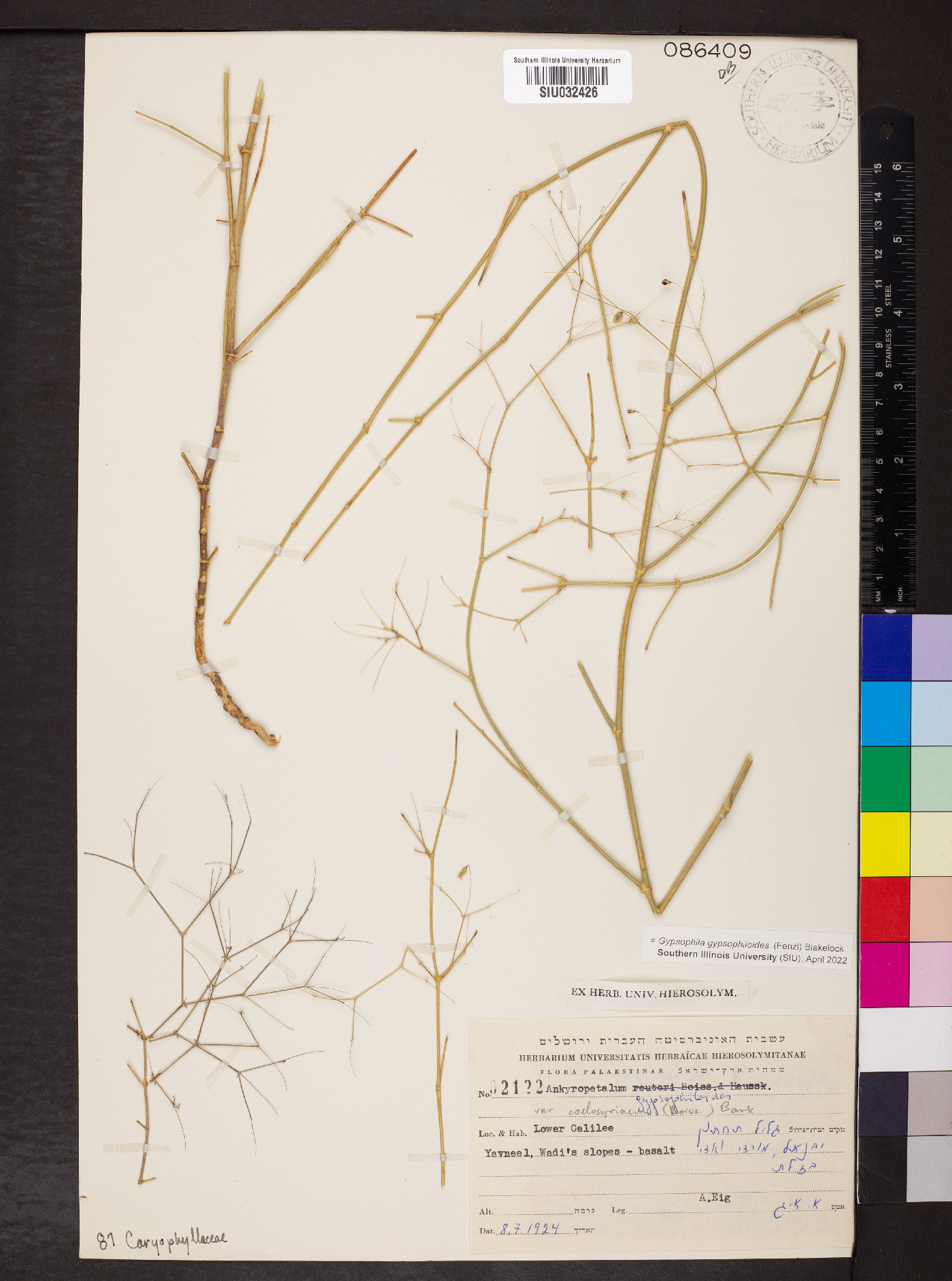 Mesostemma gypsophiloides image