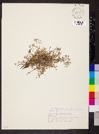 Gypsophila repens image