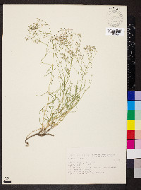 Gypsophila repens image