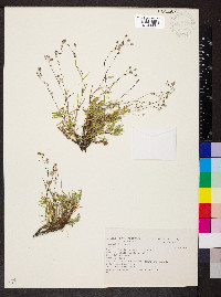 Gypsophila repens image