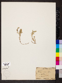 Herniaria incana image