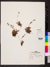 Moehringia ciliata image