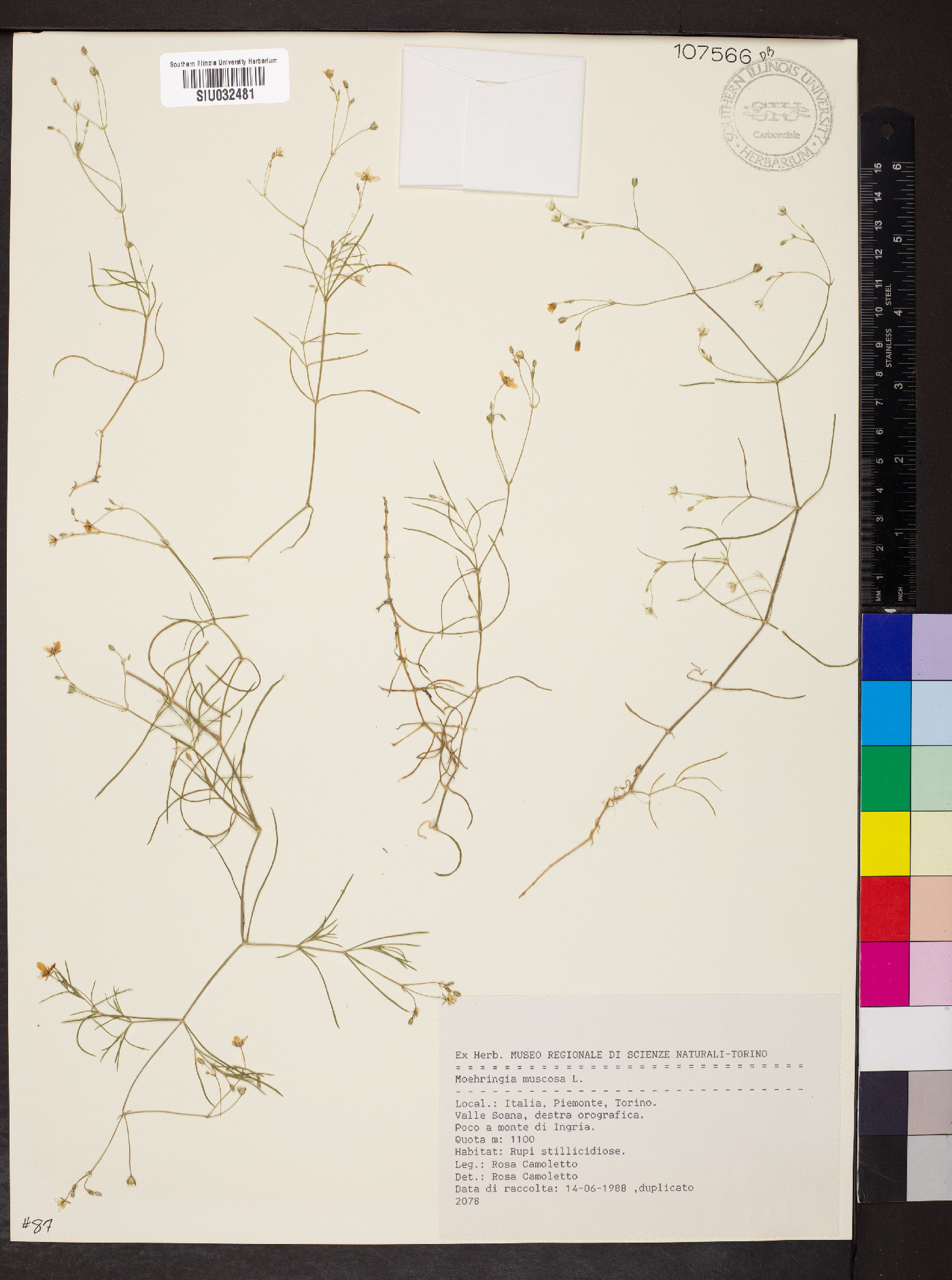 Moehringia muscosa image