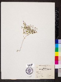 Paronychia canadensis image