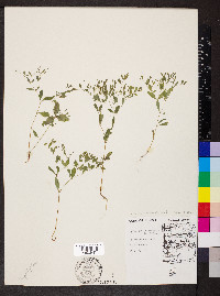 Paronychia canadensis image