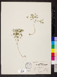 Paronychia canadensis image