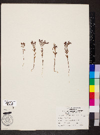 Paronychia fastigiata image