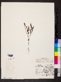 Paronychia fastigiata image