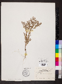 Paronychia fastigiata image