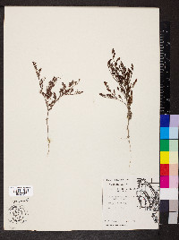 Paronychia fastigiata image
