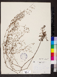 Paronychia baldwinii image