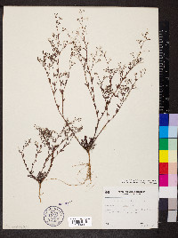 Paronychia baldwinii image